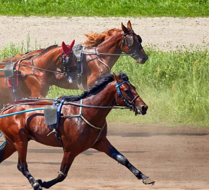 How the elite select their next derby horse race champion